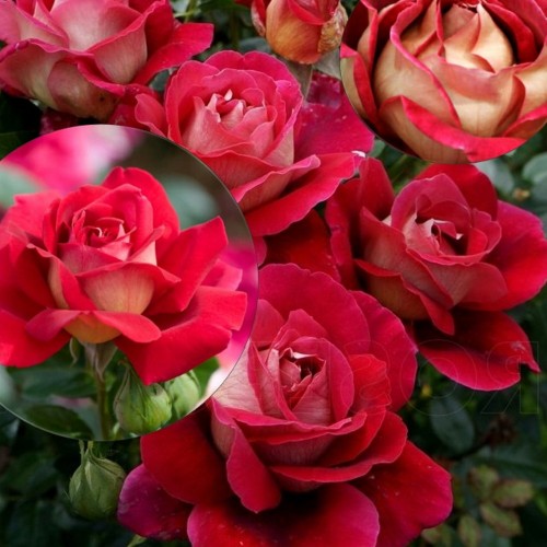 Rosa 'Kronenbourg' - Roos 'Kronenbourg' C4/4L